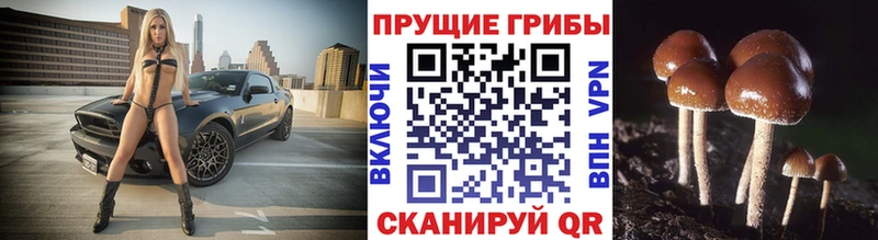 Псилоцибиновые грибы мухоморы  omg вход  Кольчугино 